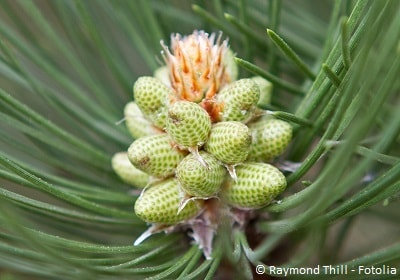 Pine pollen tinktur - Betrachten Sie dem Liebling unserer Redaktion